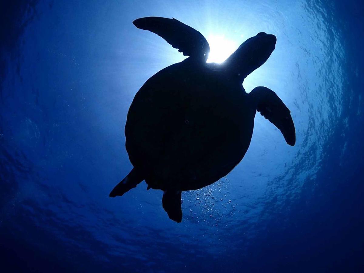 Minshuku Manten Yakushima  Dış mekan fotoğraf