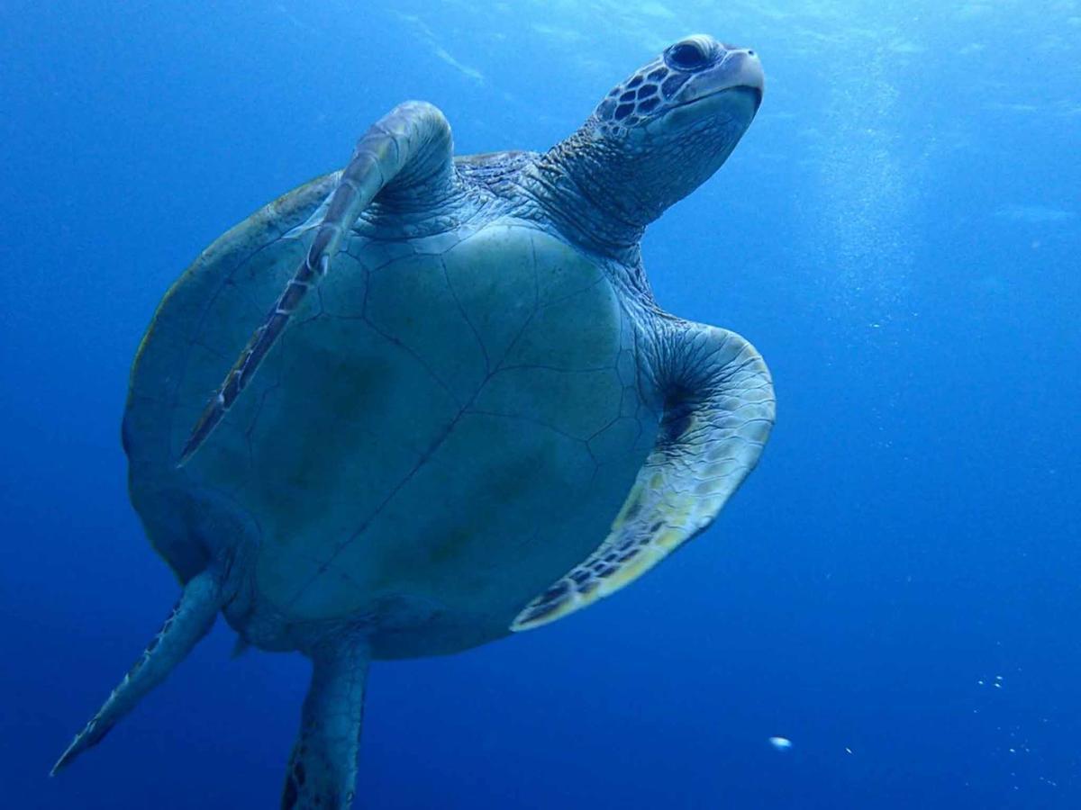 Minshuku Manten Yakushima  Dış mekan fotoğraf